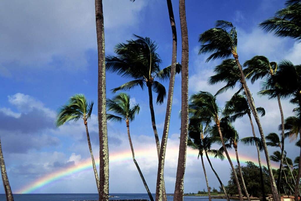 Curved palm trees frame a vibrant rainbow over a serene beach, a picturesque setting among the best spots in Hawaii for a babymoon