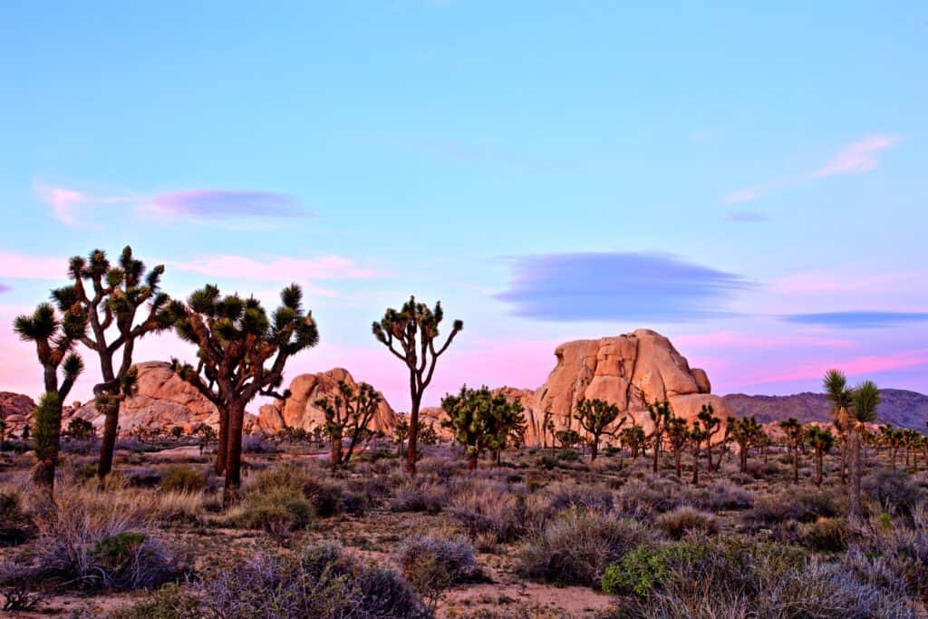 Iconic Joshua Trees silhouetted against a vibrant sunset sky, capturing the essence of a tranquil babymoon in Palm Springs.