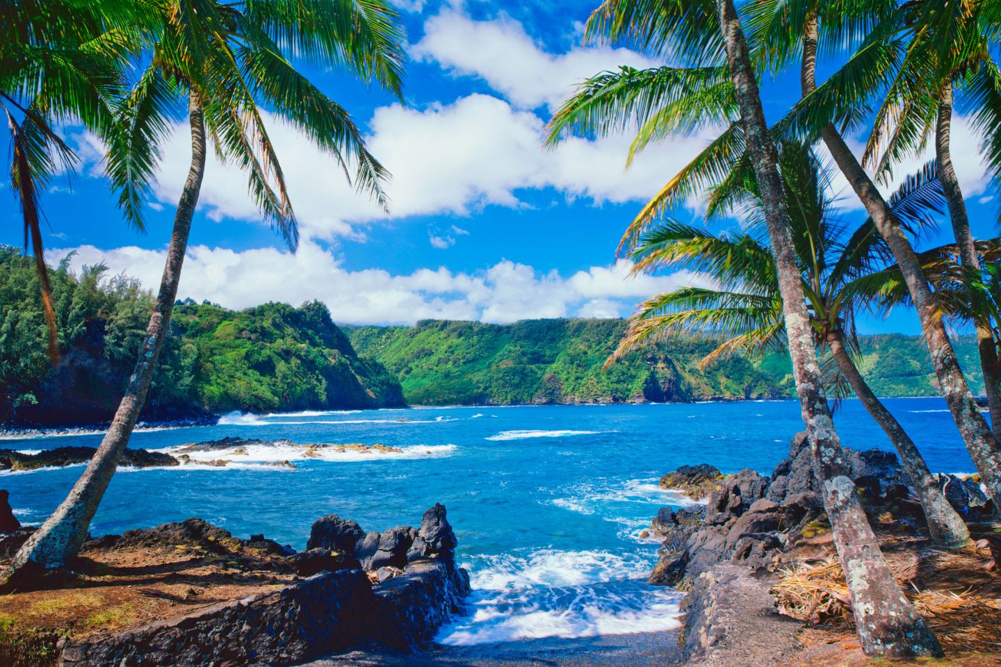 Palm trees lining the coastline in Maui with a lush green mountains in the background
