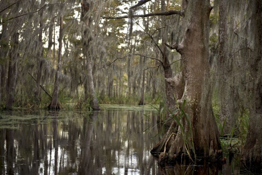 A tranquil swamp tour through the bayous of New Orleans, an adventurous escape for parents-to-be on a babymoon