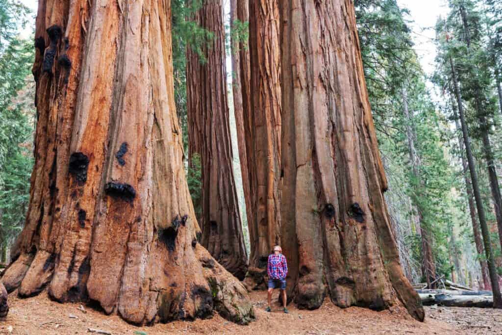 Majestic Redwood trees towering above, symbolizing strength and growth, an inspiring setting for expecting parents on a California babymoon