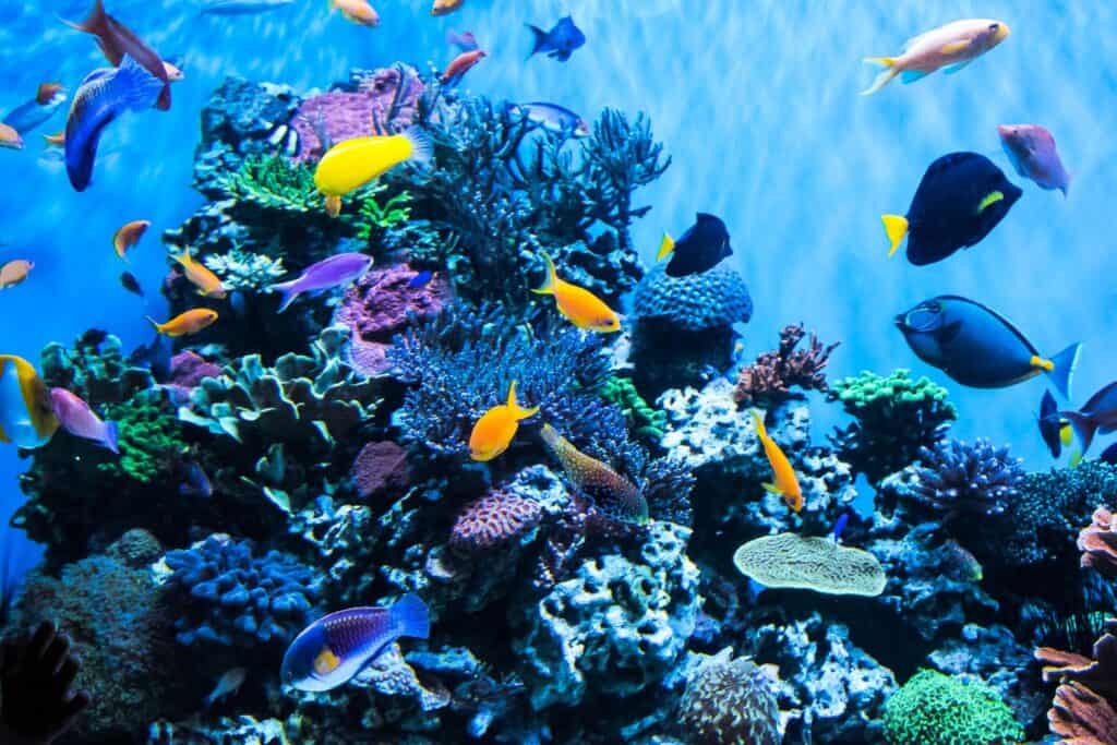 An array of colorful fish inside the Shedd Aquarium, a tranquil underwater experience for visitors on a babymoon in Chicago.