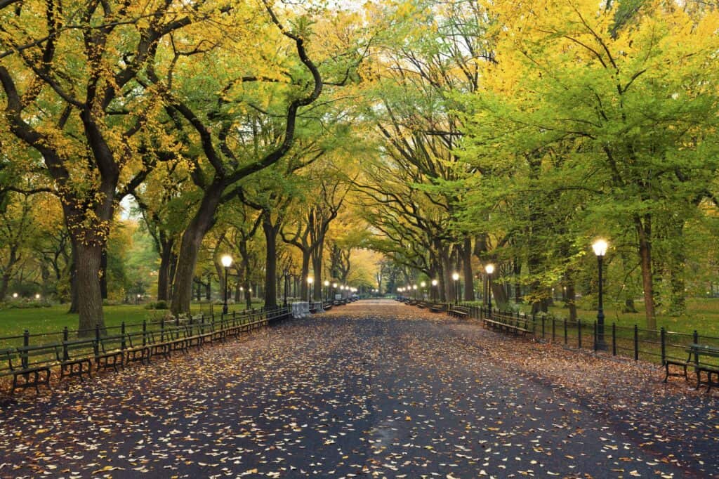 Central Park pathway covered in fallen leaves with yellow and green trees above during fall